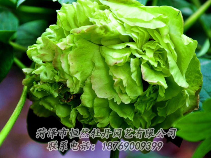 點(diǎn)擊查看詳細(xì)信息<br>標(biāo)題：綠色牡丹 閱讀次數(shù)：1931