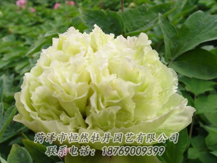 點(diǎn)擊查看詳細(xì)信息<br>標(biāo)題：綠色牡丹 閱讀次數(shù)：1874