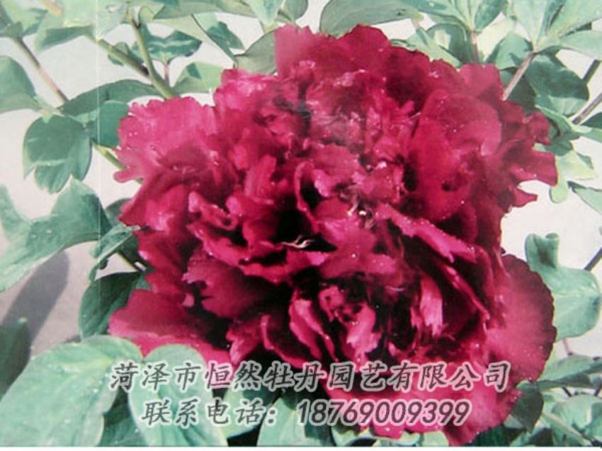 點(diǎn)擊查看詳細(xì)信息<br>標(biāo)題：黑色牡丹 閱讀次數(shù)：1988