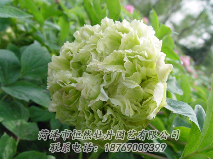 點(diǎn)擊查看詳細(xì)信息<br>標(biāo)題：綠色牡丹 閱讀次數(shù)：1963