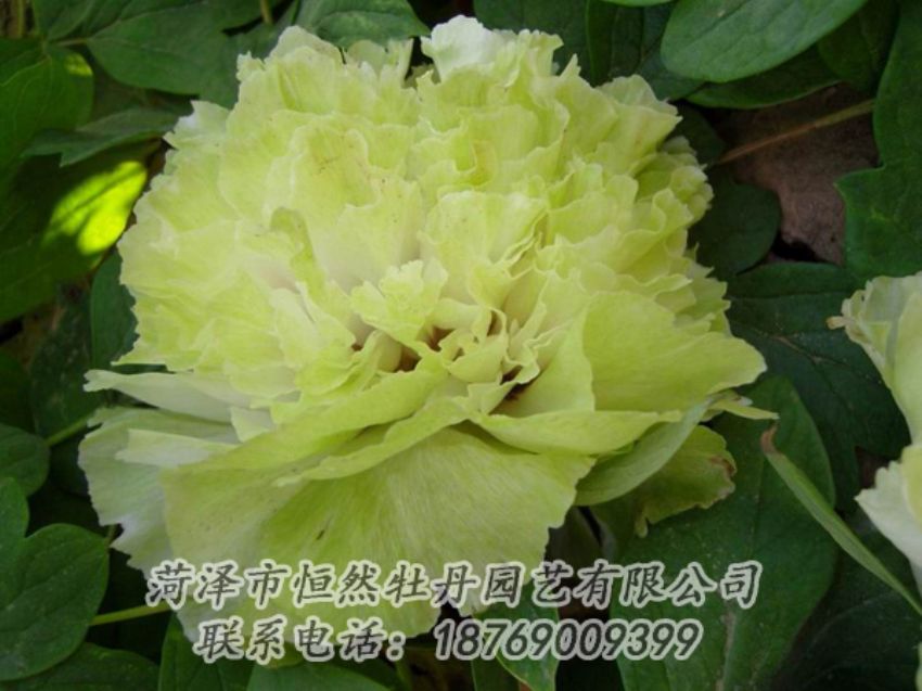 點(diǎn)擊查看詳細(xì)信息<br>標(biāo)題：綠色牡丹 閱讀次數(shù)：2023