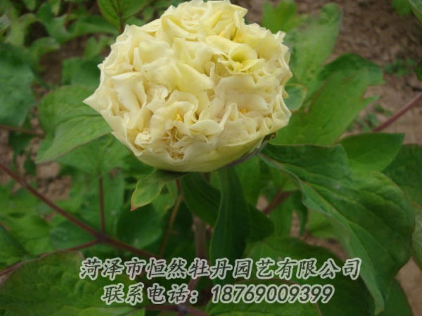 點(diǎn)擊查看詳細(xì)信息<br>標(biāo)題：黃色牡丹 閱讀次數(shù)：1953