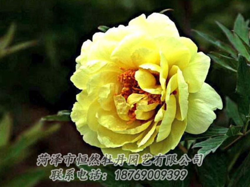 點(diǎn)擊查看詳細(xì)信息<br>標(biāo)題：黃色牡丹 閱讀次數(shù)：1840