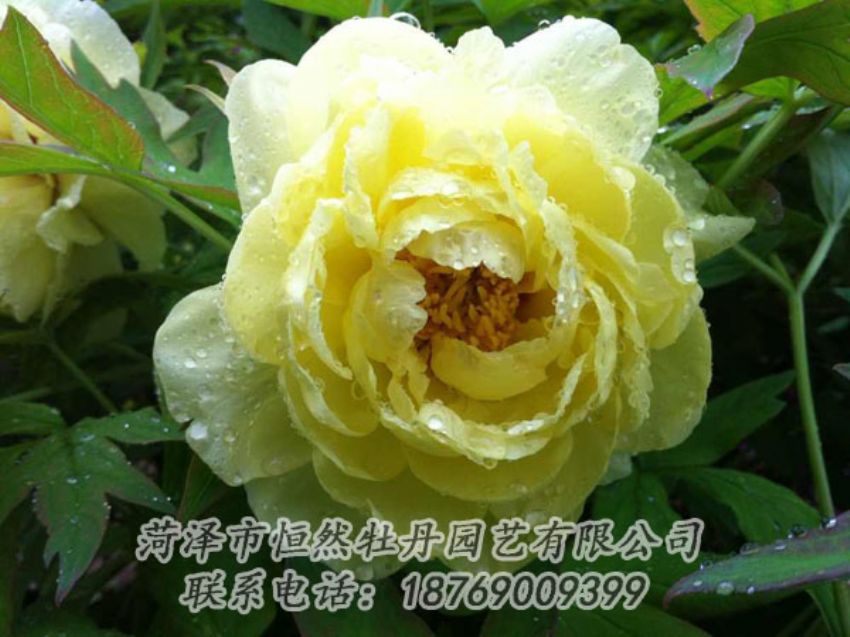 點(diǎn)擊查看詳細(xì)信息<br>標(biāo)題：黃色牡丹 閱讀次數(shù)：1836