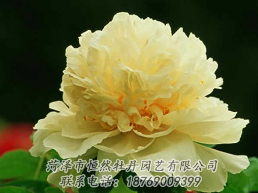 點(diǎn)擊查看詳細(xì)信息<br>標(biāo)題：黃色牡丹 閱讀次數(shù)：1895