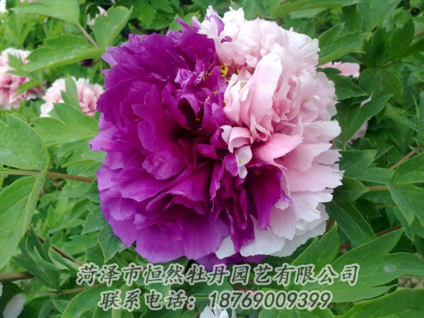 點(diǎn)擊查看詳細(xì)信息<br>標(biāo)題：復(fù)色牡丹 閱讀次數(shù)：1991