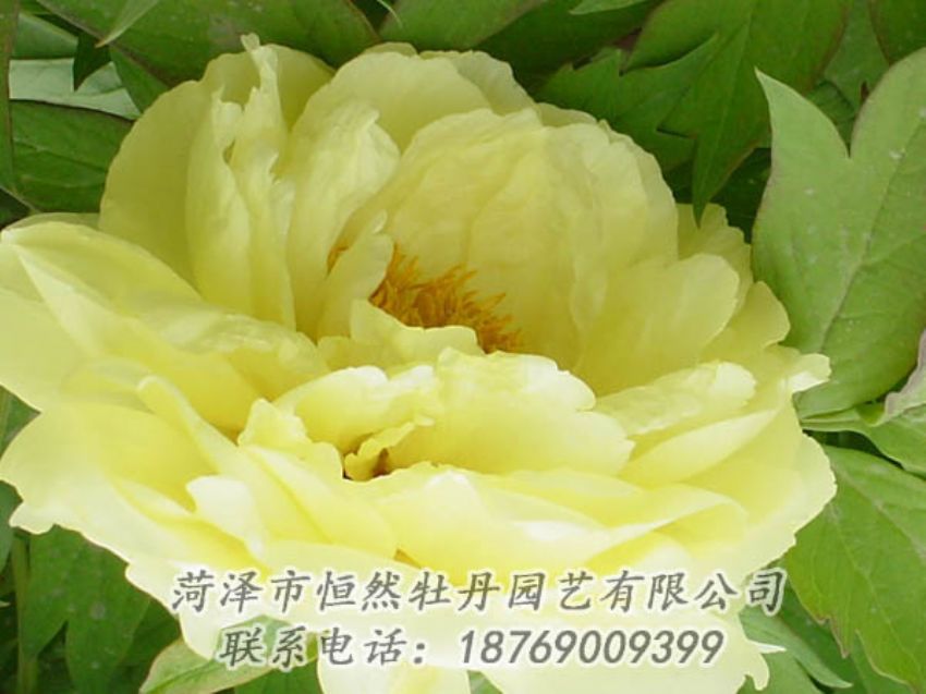點(diǎn)擊查看詳細(xì)信息<br>標(biāo)題：黃色牡丹 閱讀次數(shù)：1928