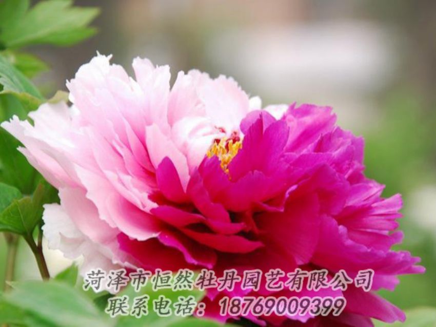 點(diǎn)擊查看詳細(xì)信息<br>標(biāo)題：花二喬 閱讀次數(shù)：1970