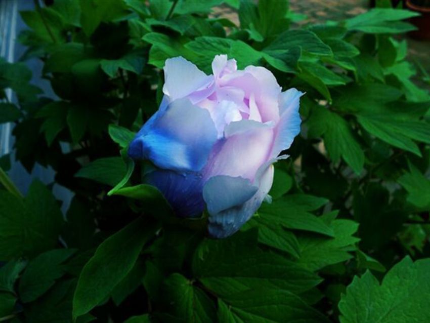 點(diǎn)擊查看詳細(xì)信息<br>標(biāo)題：藍(lán)花魁 閱讀次數(shù)：2177