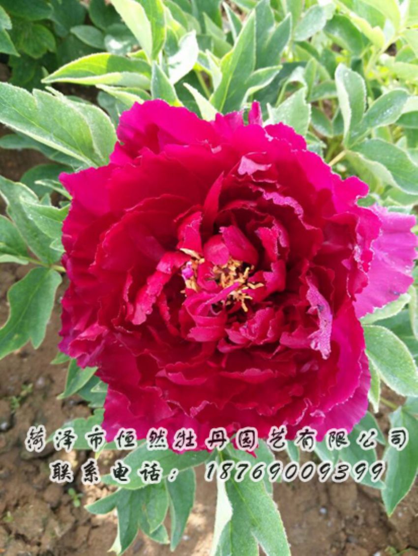 點(diǎn)擊查看詳細(xì)信息<br>標(biāo)題：紅色牡丹 閱讀次數(shù)：1848