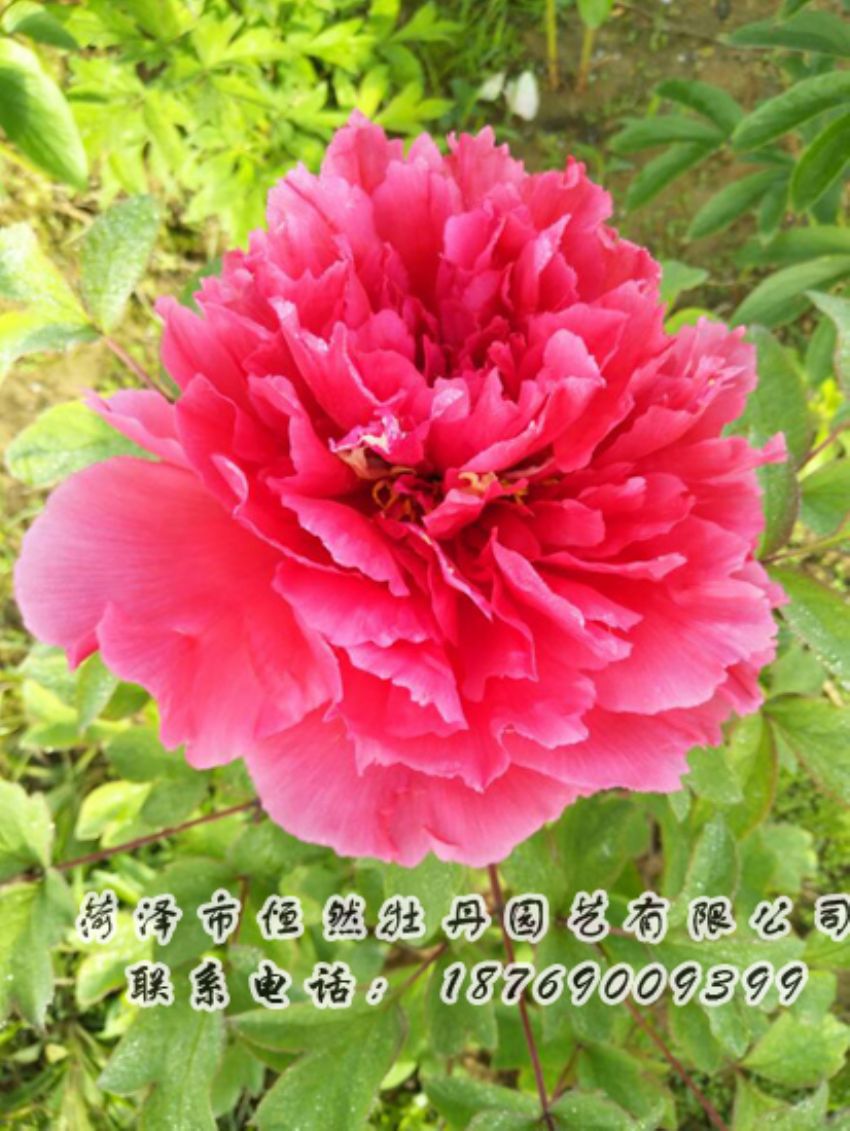 點(diǎn)擊查看詳細(xì)信息<br>標(biāo)題：紅色牡丹 閱讀次數(shù)：1890
