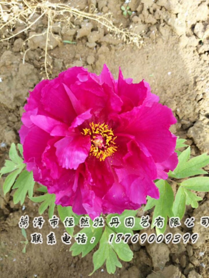 點(diǎn)擊查看詳細(xì)信息<br>標(biāo)題：紅色牡丹 閱讀次數(shù)：1943
