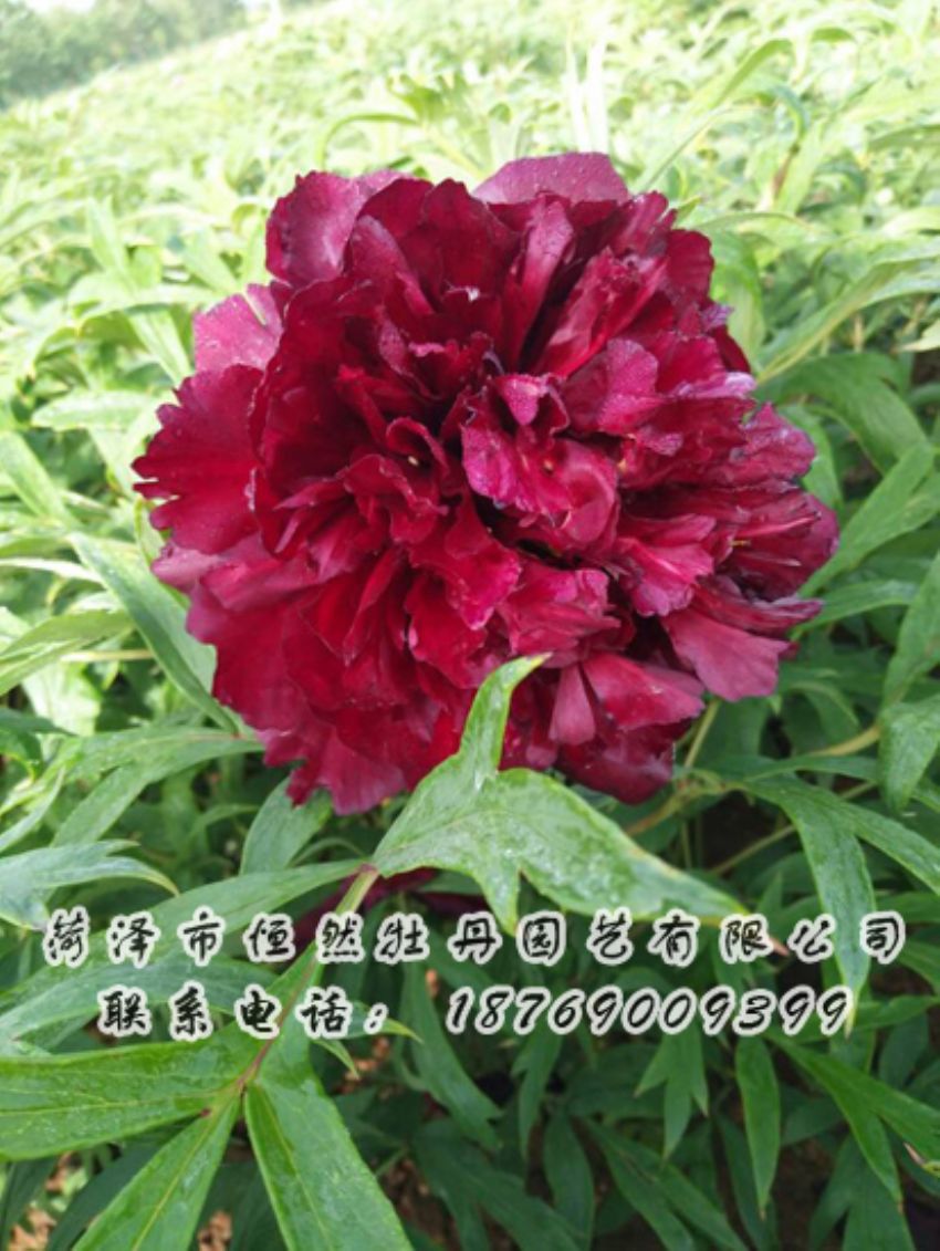 點(diǎn)擊查看詳細(xì)信息<br>標(biāo)題：黑色牡丹 閱讀次數(shù)：1924