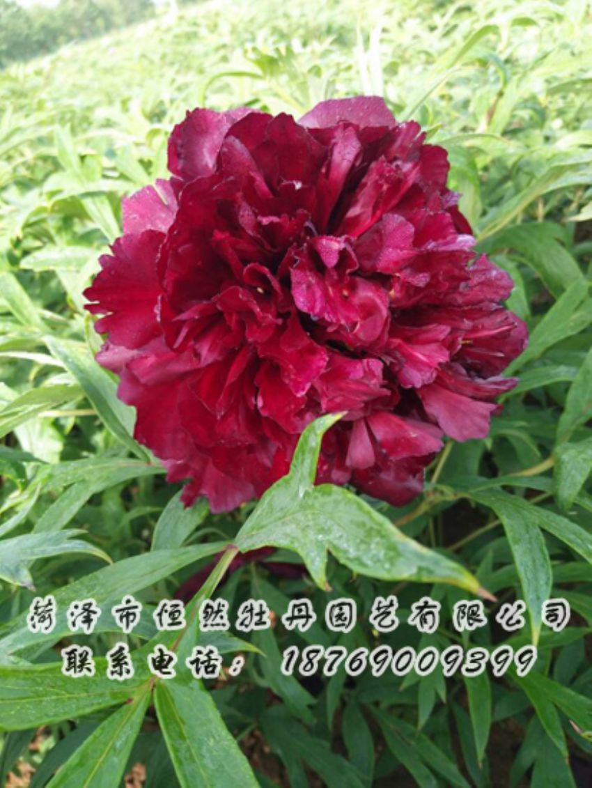 點(diǎn)擊查看詳細(xì)信息<br>標(biāo)題：黑色牡丹 閱讀次數(shù)：1805