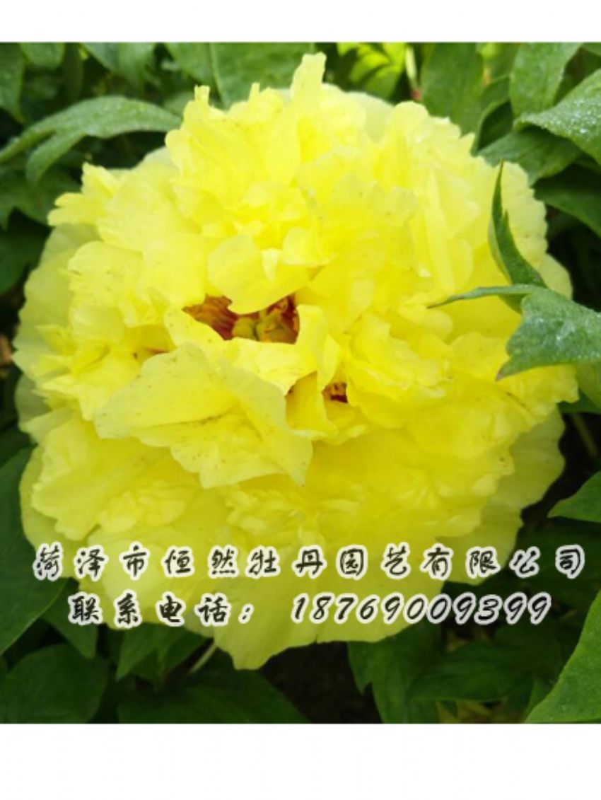 點(diǎn)擊查看詳細(xì)信息<br>標(biāo)題：黃色牡丹 閱讀次數(shù)：2005