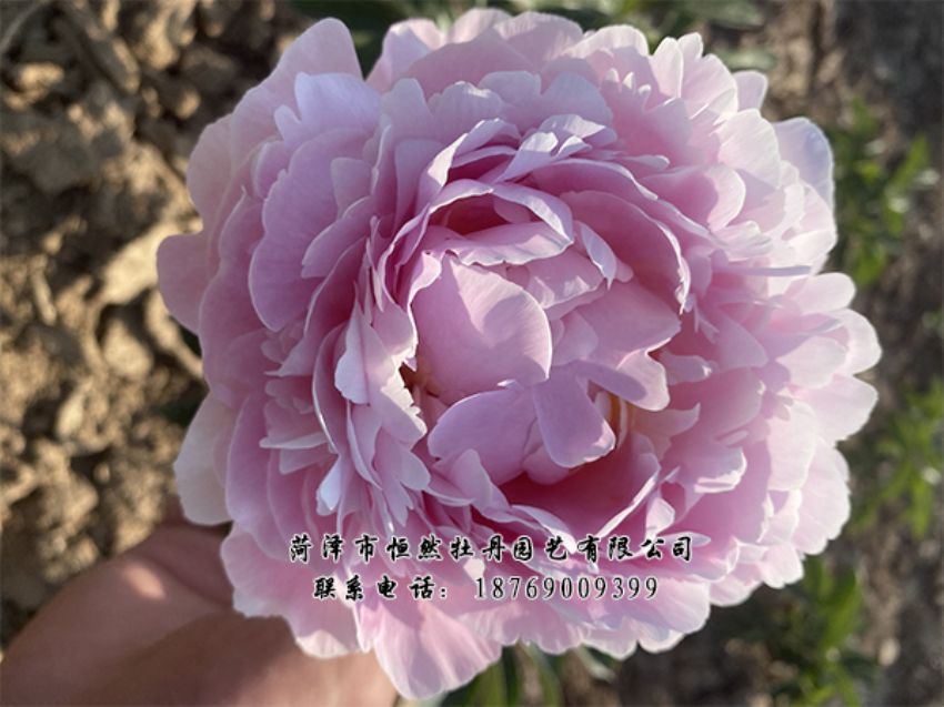 點(diǎn)擊查看詳細(xì)信息<br>標(biāo)題：進(jìn)口芍藥 閱讀次數(shù)：349