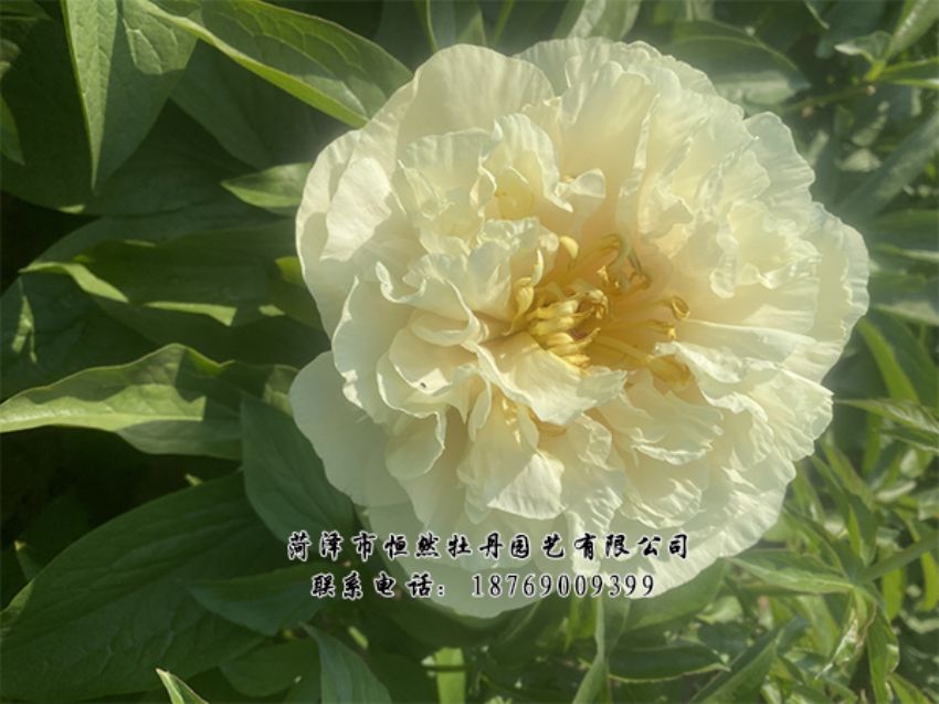 點(diǎn)擊查看詳細(xì)信息<br>標(biāo)題：進(jìn)口芍藥 閱讀次數(shù)：379