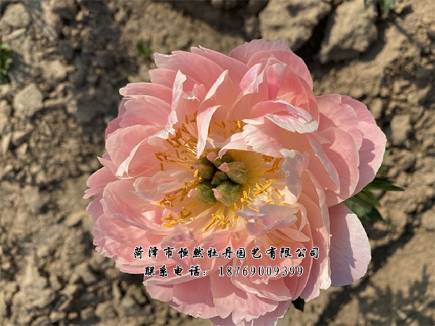 點(diǎn)擊查看詳細(xì)信息<br>標(biāo)題：進(jìn)口芍藥 閱讀次數(shù)：376