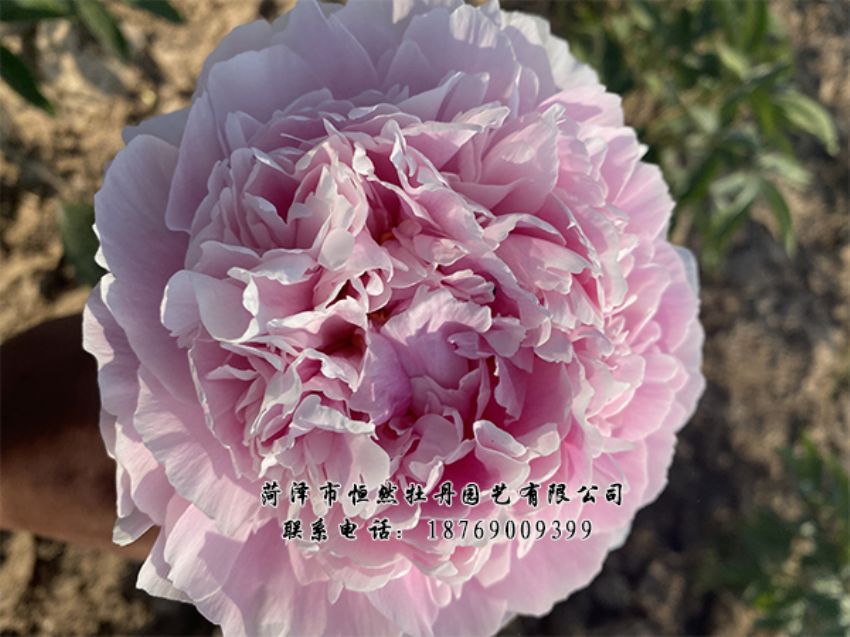 點(diǎn)擊查看詳細(xì)信息<br>標(biāo)題：進(jìn)口芍藥 閱讀次數(shù)：371