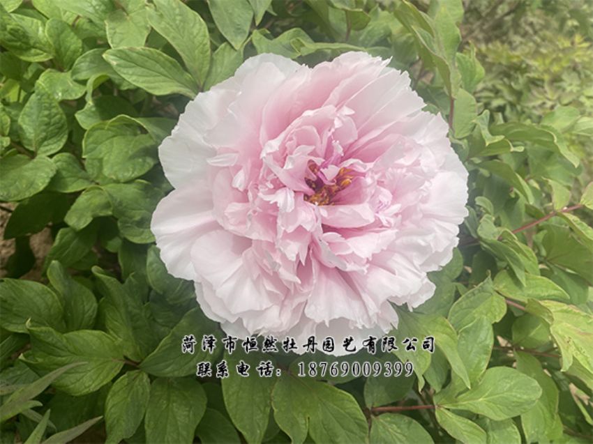 點(diǎn)擊查看詳細(xì)信息<br>標(biāo)題：進(jìn)口芍藥 閱讀次數(shù)：352