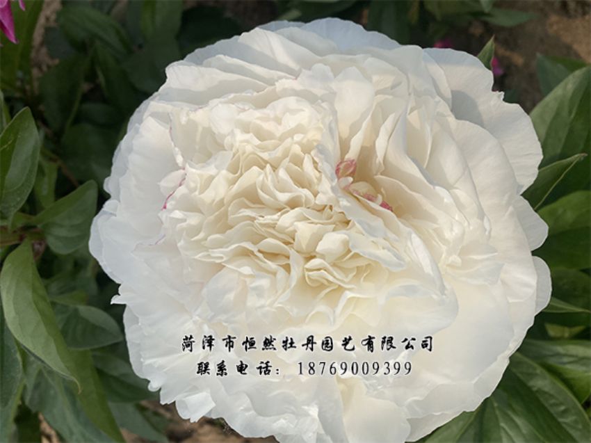 點(diǎn)擊查看詳細(xì)信息<br>標(biāo)題：進(jìn)口芍藥 閱讀次數(shù)：381