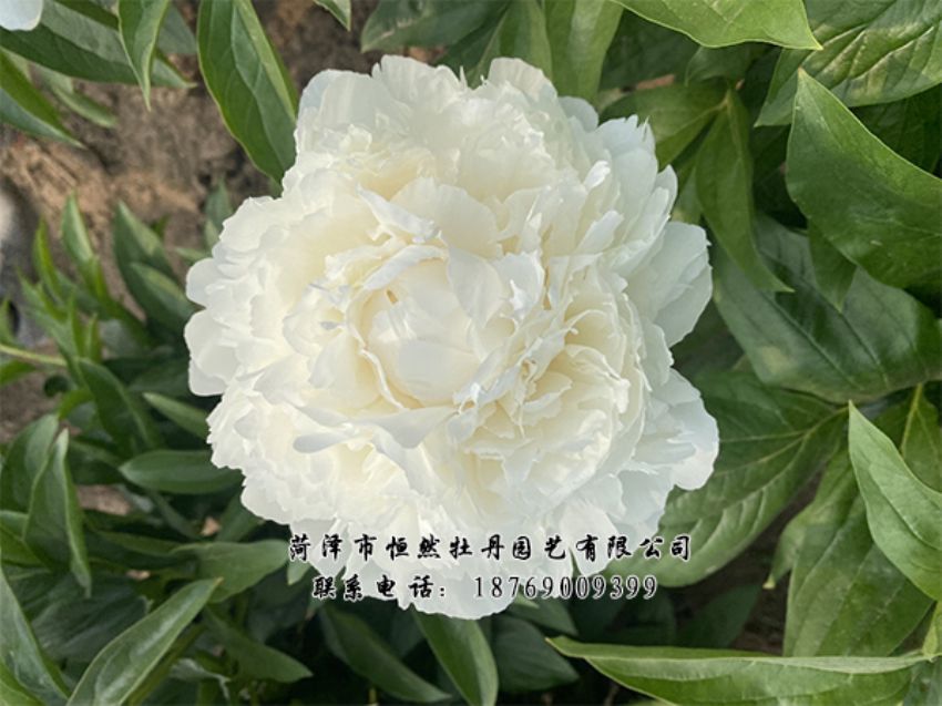 點(diǎn)擊查看詳細(xì)信息<br>標(biāo)題：進(jìn)口芍藥 閱讀次數(shù)：358