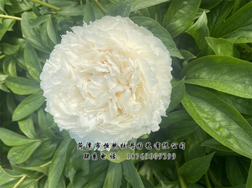 點(diǎn)擊查看詳細(xì)信息<br>標(biāo)題：進(jìn)口芍藥 閱讀次數(shù)：369