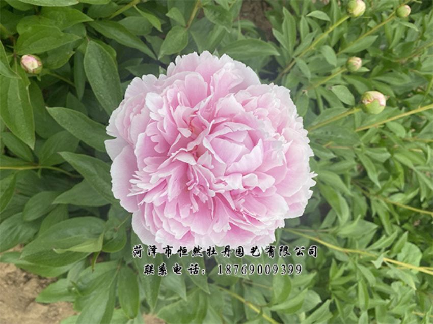 點(diǎn)擊查看詳細(xì)信息<br>標(biāo)題：進(jìn)口芍藥 閱讀次數(shù)：364