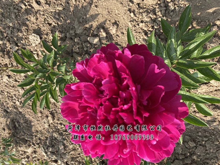 點(diǎn)擊查看詳細(xì)信息<br>標(biāo)題：進(jìn)口芍藥 閱讀次數(shù)：357