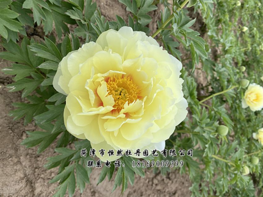 點(diǎn)擊查看詳細(xì)信息<br>標(biāo)題：進(jìn)口芍藥 閱讀次數(shù)：346
