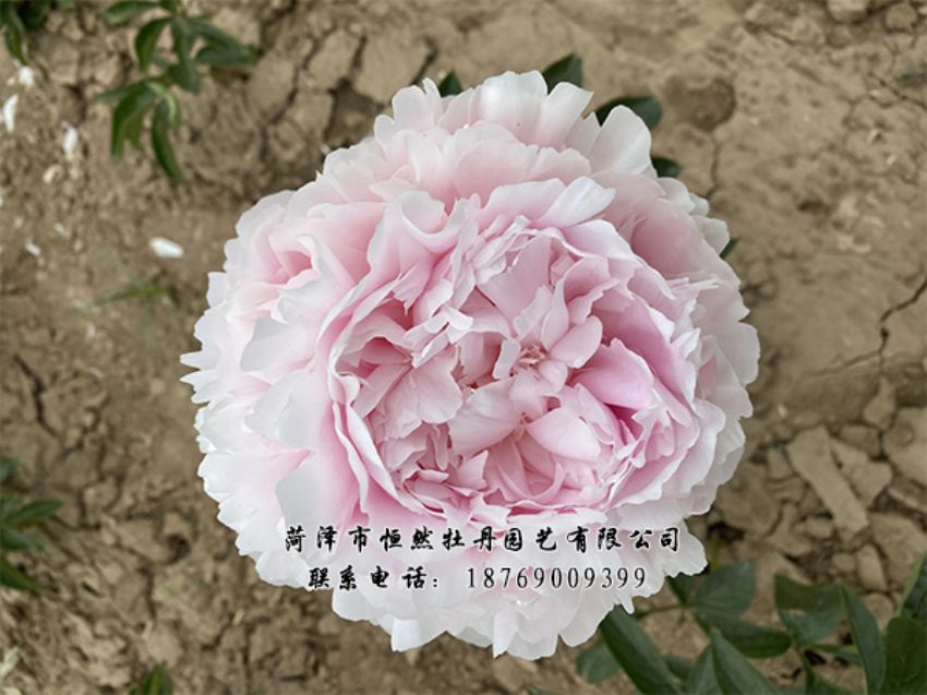 點(diǎn)擊查看詳細(xì)信息<br>標(biāo)題：進(jìn)口芍藥 閱讀次數(shù)：360