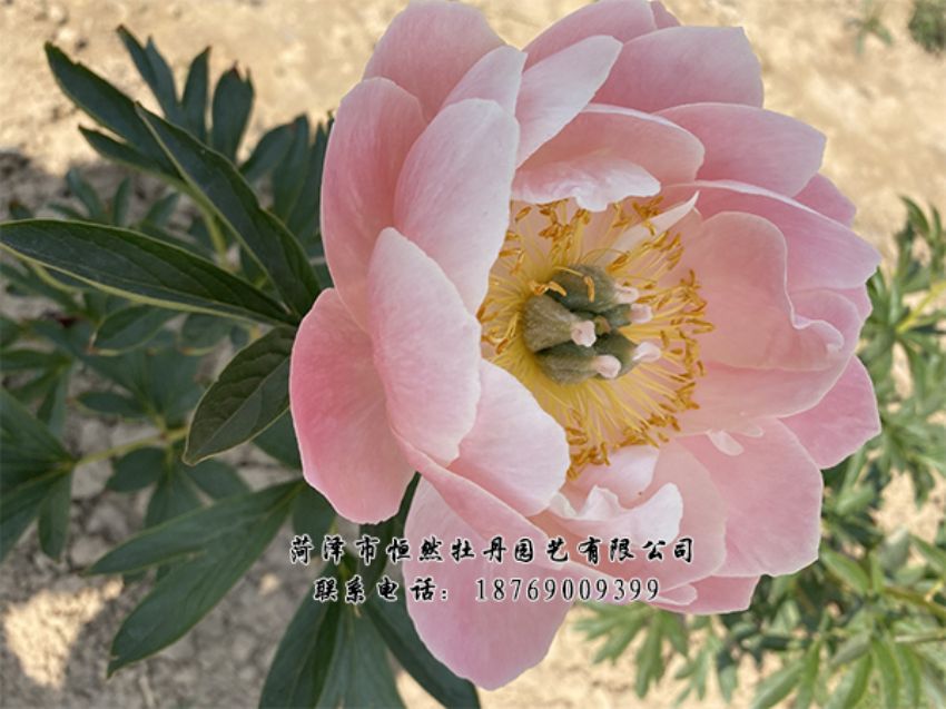 點(diǎn)擊查看詳細(xì)信息<br>標(biāo)題：進(jìn)口芍藥 閱讀次數(shù)：357