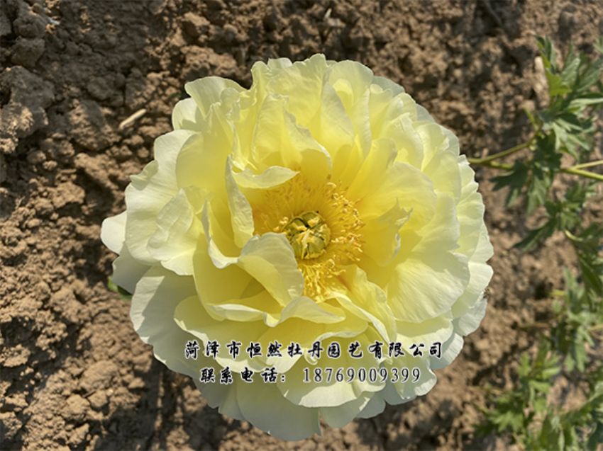 點(diǎn)擊查看詳細(xì)信息<br>標(biāo)題：進(jìn)口芍藥 閱讀次數(shù)：352
