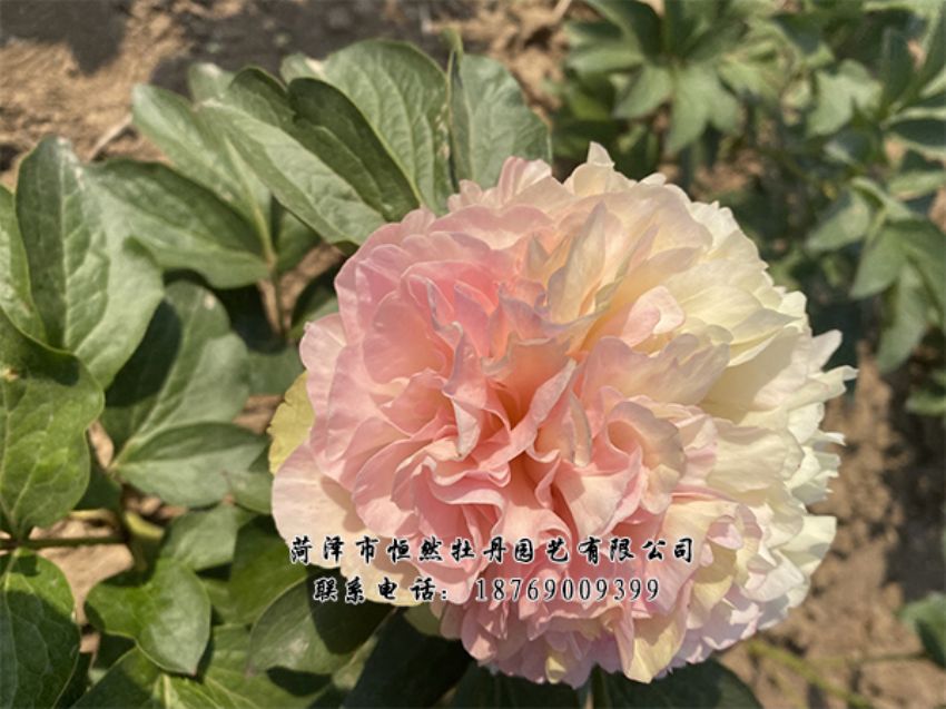 點(diǎn)擊查看詳細(xì)信息<br>標(biāo)題：進(jìn)口芍藥 閱讀次數(shù)：374